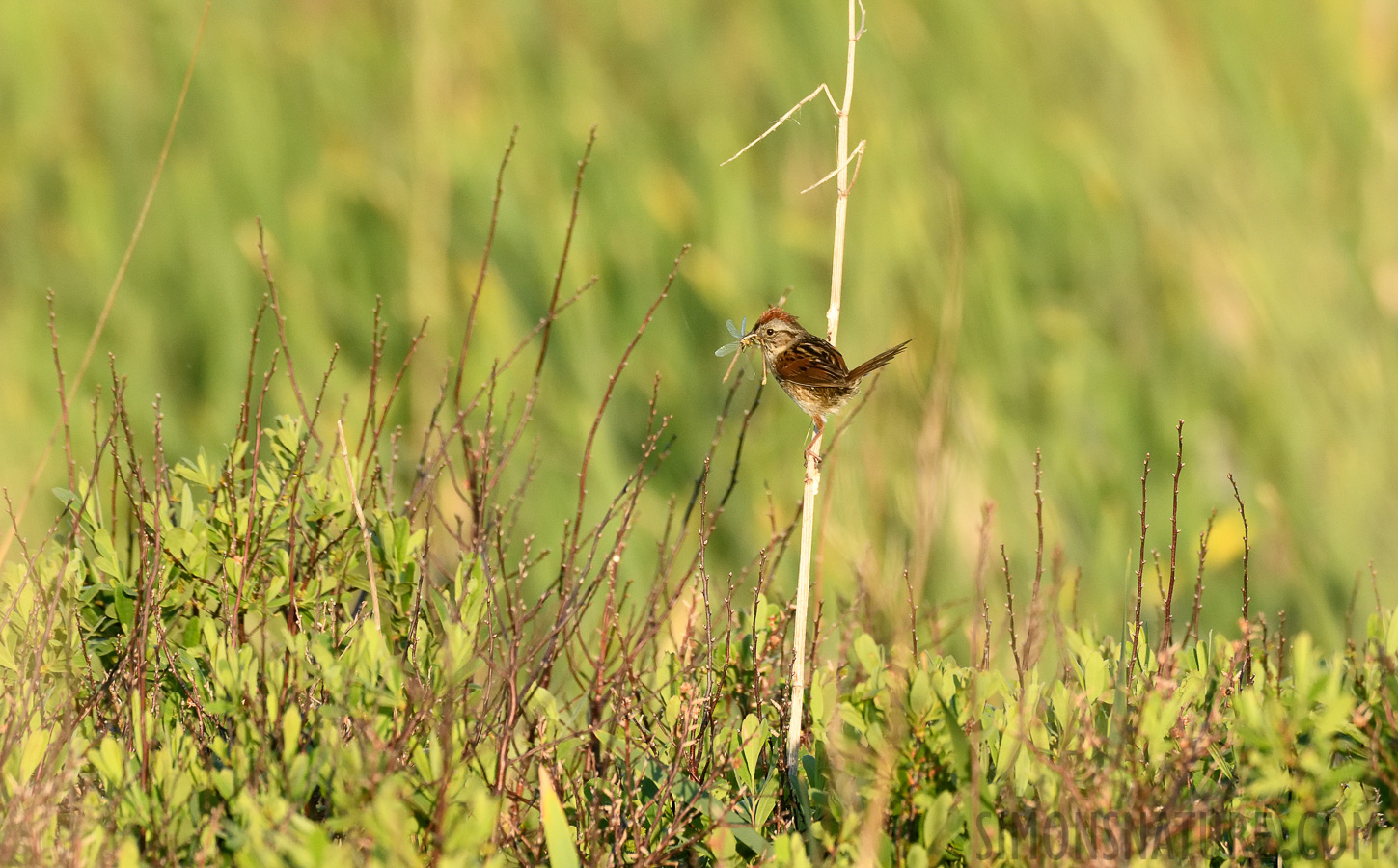 Melospiza georgiana georgiana [400 mm, 1/1600 Sek. bei f / 7.1, ISO 1600]